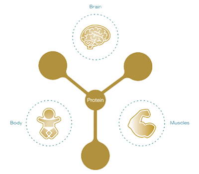 what is protein infographic